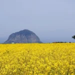 MMA: O Que É e Como Funciona no Mundo das Artes Marciais